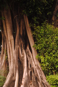 Close-up of tree trunk in forest