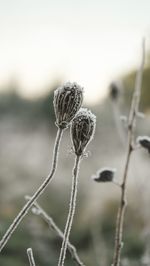 Close-up of wilted plant