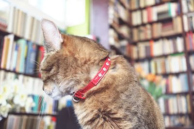 Close-up of cat against bookshelf