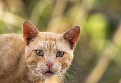 Close-up portrait of cat