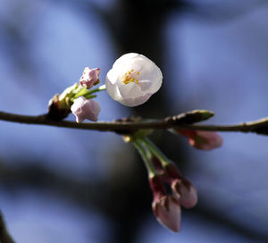 Close-up of white cherry blossoms in spring