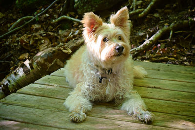 Portrait of dog relaxing on wood