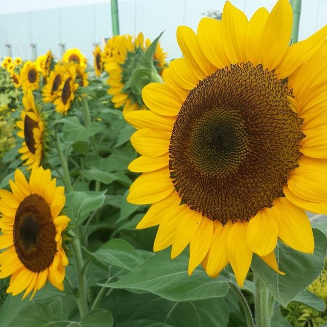 flower, yellow, freshness, sunflower, fragility, flower head, growth, petal, beauty in nature, blooming, plant, nature, field, close-up, leaf, in bloom, day, no people, abundance, outdoors