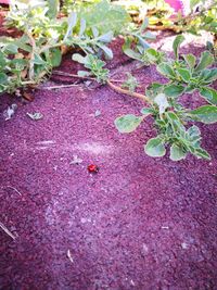 High angle view of plant growing on field