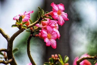 Close-up of pink flowering plant