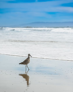 Scenic view of beach