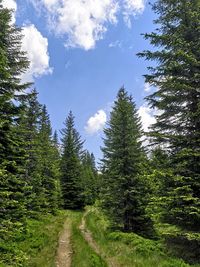 Pine trees in forest against sky