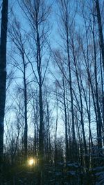 Bare trees against sky