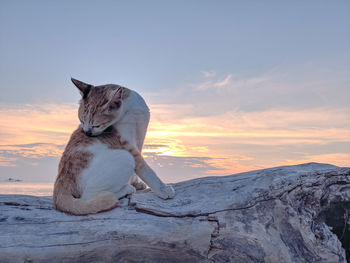 View of a cat sitting on ground during sunset