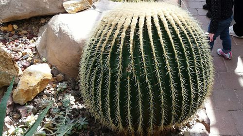 Close-up of cactus plant