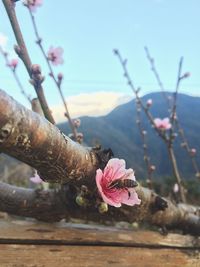 Close-up of pink flowers on tree against sky