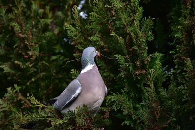 Close-up of bird perching on a tree