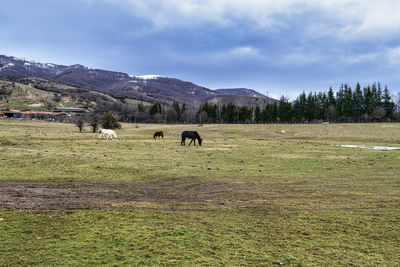 Horses grazing in a field