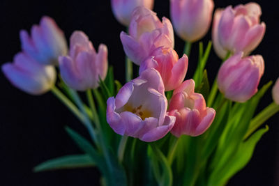 Close-up of pink rose flower