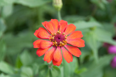 Close-up of red daisy blooming outdoors