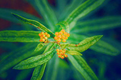 Beautiful fairy dreamy magic orange yellow buds of asclepias tuberosa or butterfly weed flower 