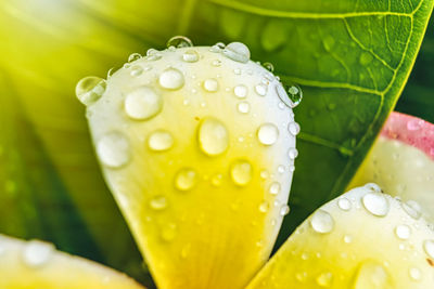 Close-up of water drops on wet leaves