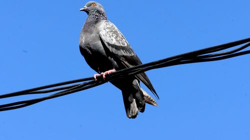 Low angle view of bird perching against clear blue sky