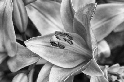 Close-up of day lily blooming outdoors