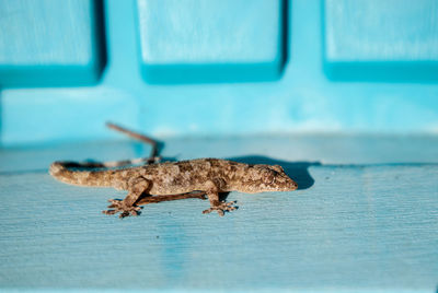 Close-up of lizard on table