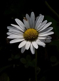 Close-up of white flower blooming against black background