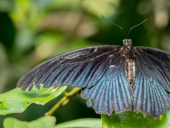 Close-up of butterfly perching on flower