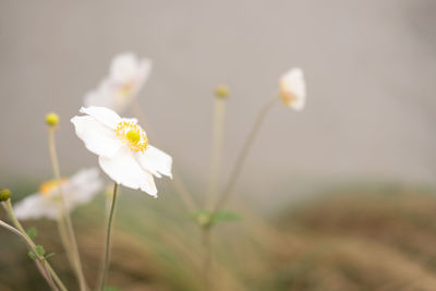 Close-up of white flowers blooming on field