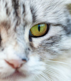 Close-up of a cute grey fluffy striped cat face.