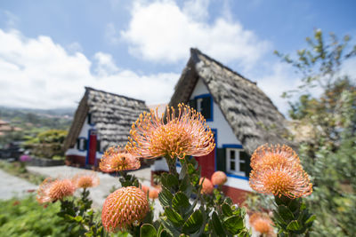 Close-up of flowering plants against building