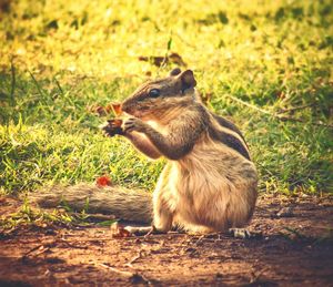 Close-up of squirrel sitting on field