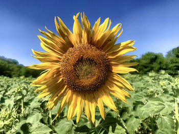 Close-up of sunflower on field against sky