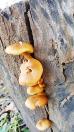 Close-up of mushrooms growing outdoors