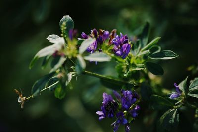 Close-up of purple flowers blooming outdoors