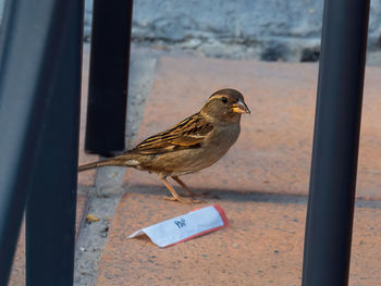 Close-up of bird