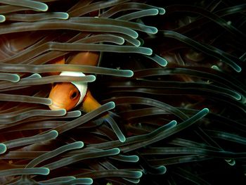 Close-up of fish swimming in sea