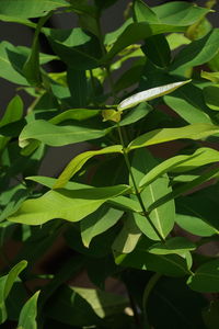 Close-up of fresh green plant