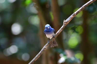 animal wildlife