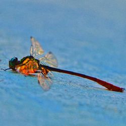 Close-up of insect