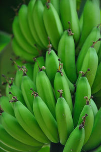 Close-up of banana tree