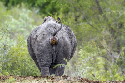 Elephant in a forest