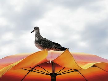 Low angle view of seagull perching on top against sky