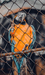 Close-up of bird perching in cage