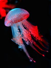 Close-up of jellyfish swimming in sea