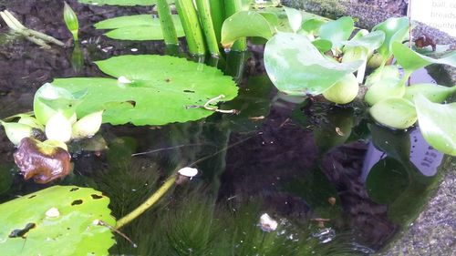 High angle view of leaves floating on lake