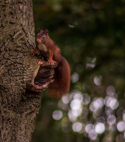 Squirrel on tree trunk