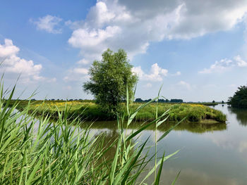 Plants growing on land against sky