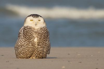 Portrait of snowy owl at beach