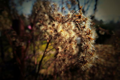 Close-up of flowering plant against sky