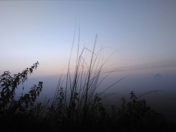 Low angle view of silhouette plants on field against clear sky