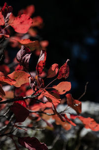 Close-up of autumnal leaves against blurred background